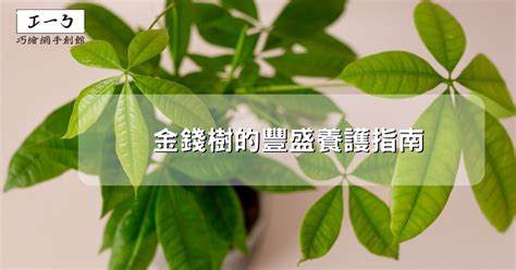 錢樹|金錢樹的豐盛養護指南：吸引財富與繁榮 